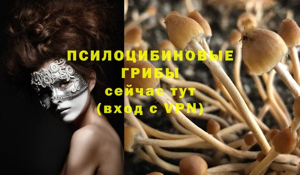 прущие грибы Бородино